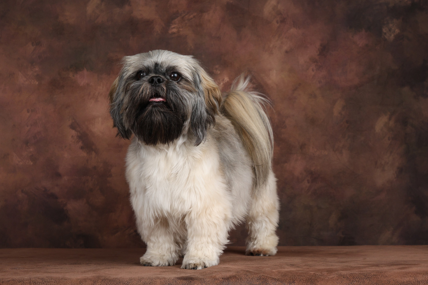 Uymi (Universe) (Sans Affixe)