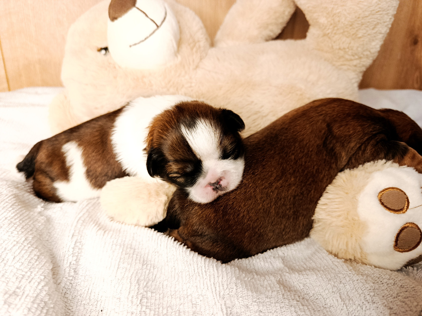 Portée - Aulia et Aria des Tibétains Vaillants