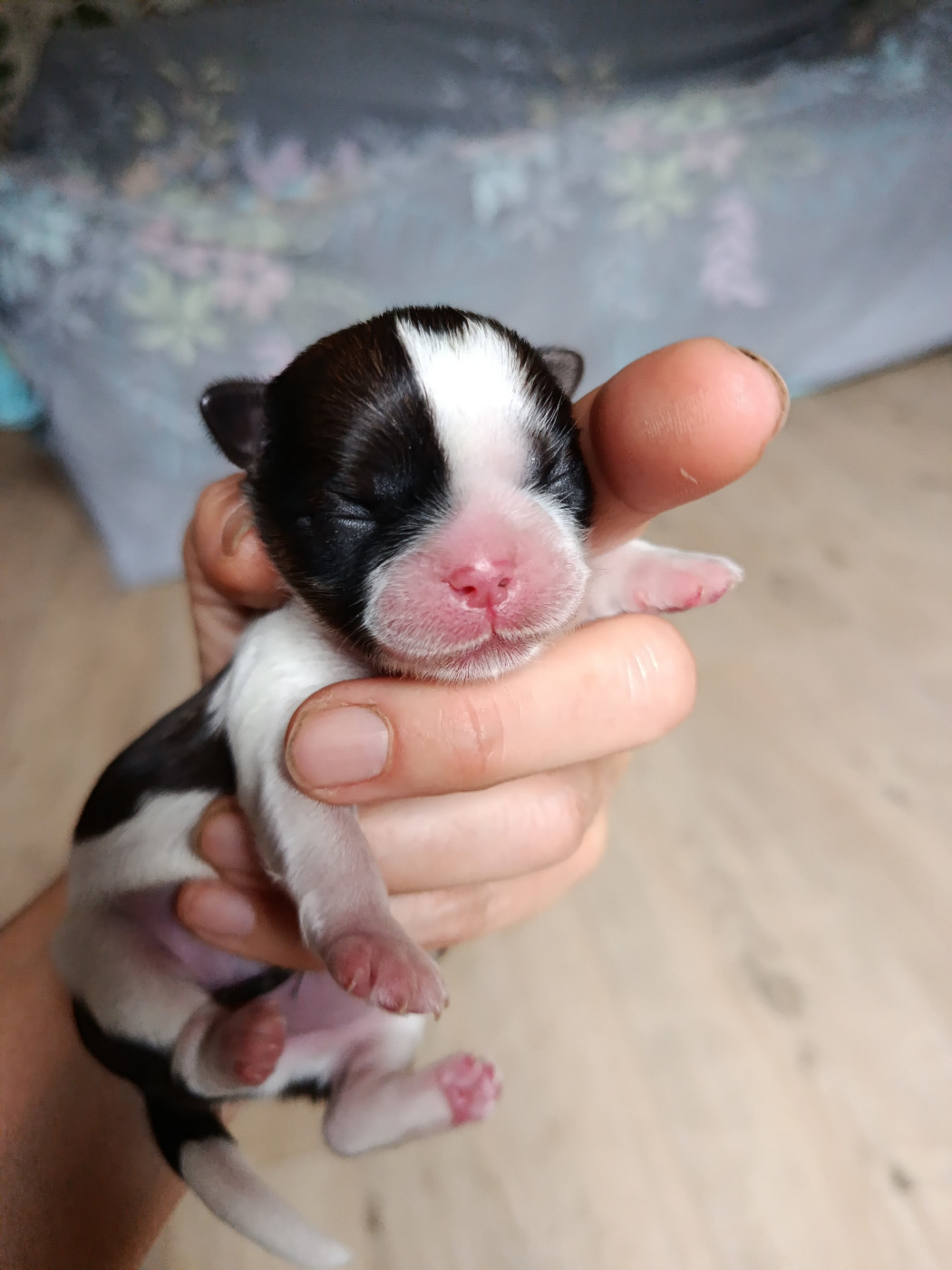 Aulia des Tibétains Vaillants