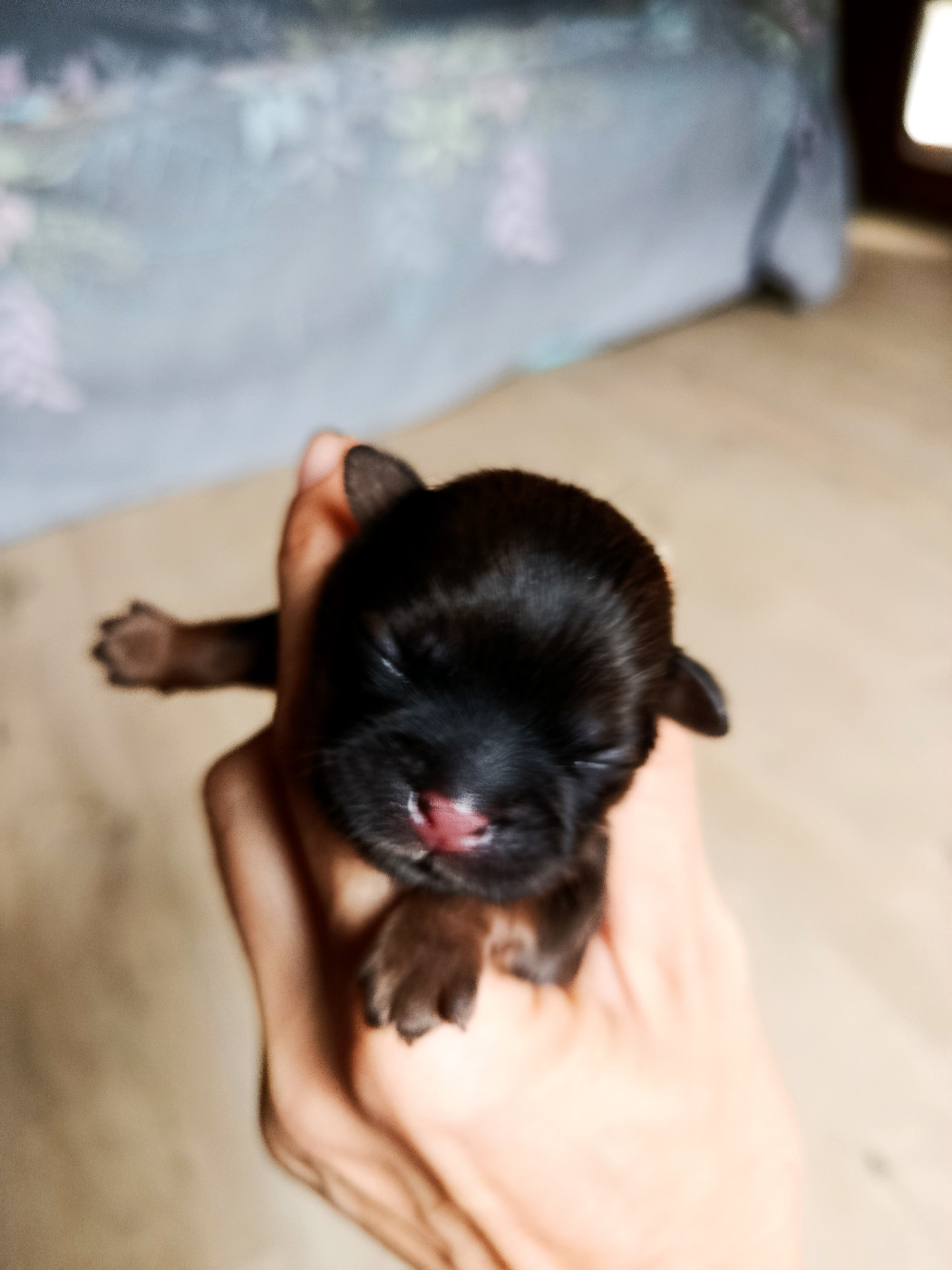 Aria des Tibétains Vaillants