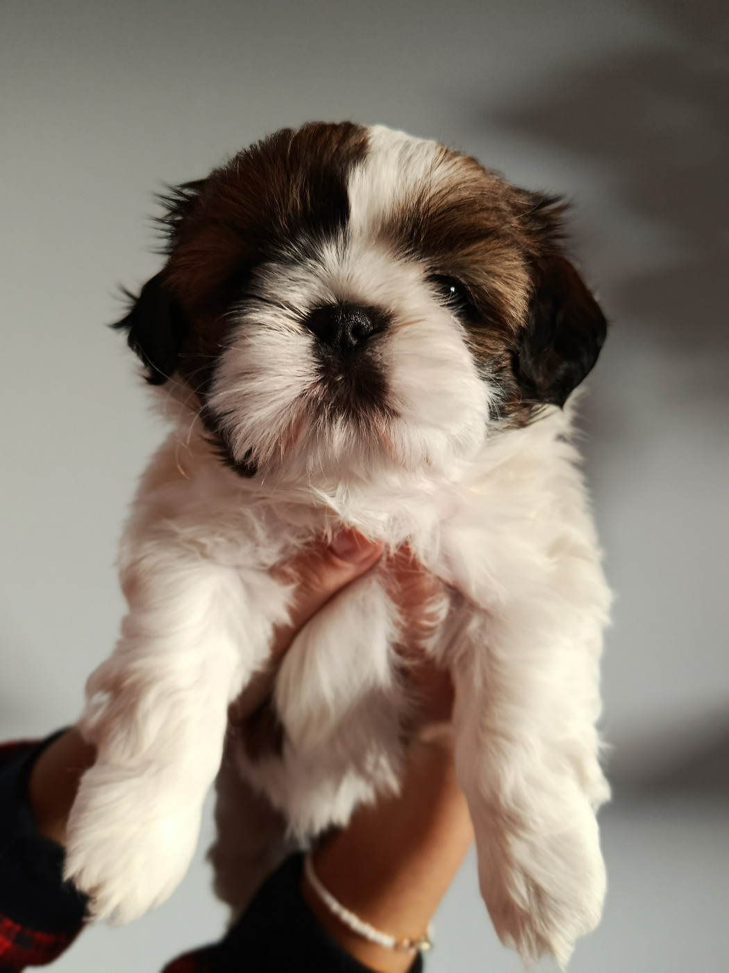 Des Tibétains Vaillants - Chiots disponibles - Shih Tzu