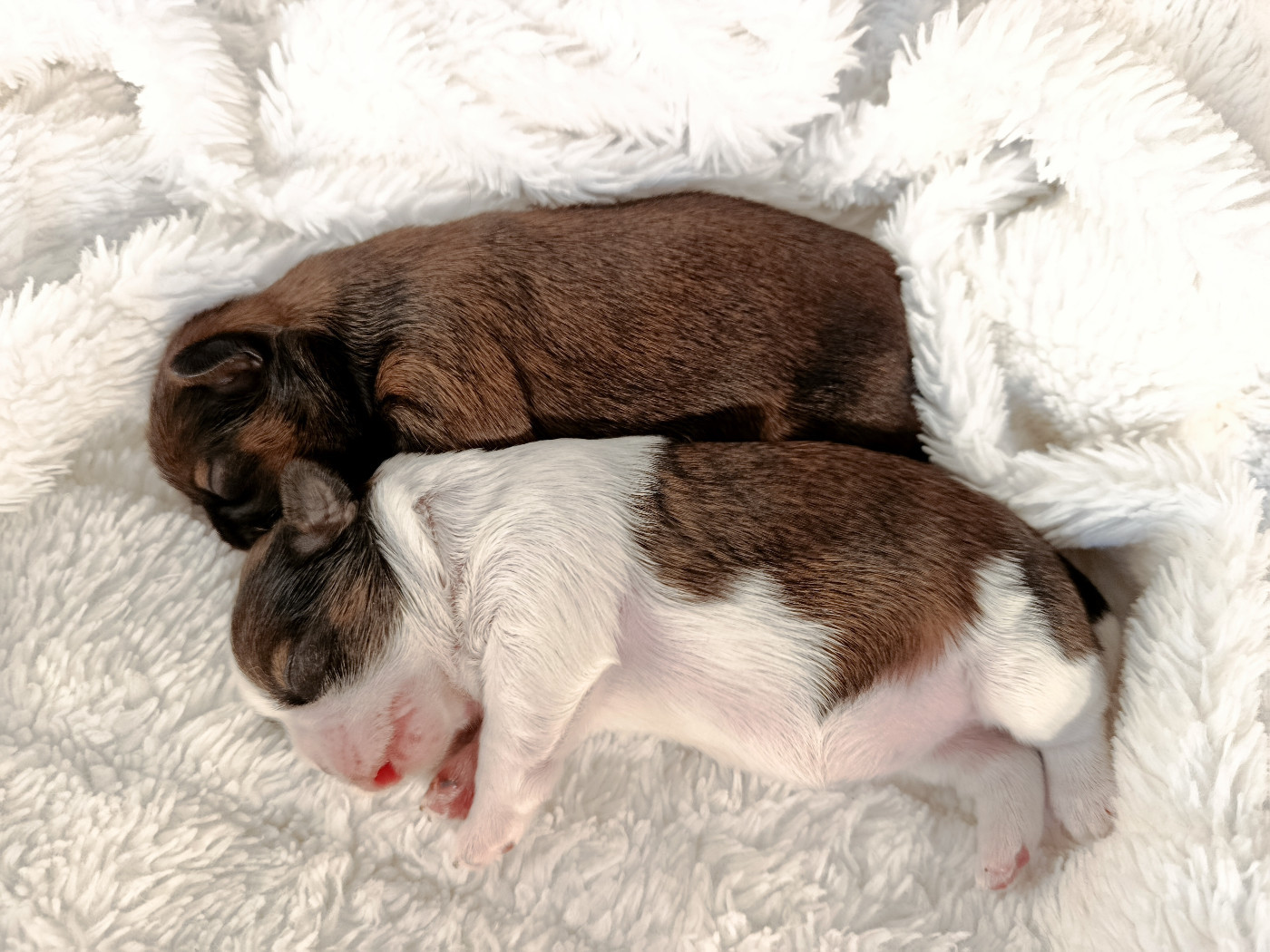 Chiot Shih Tzu Des Tibétains Vaillants